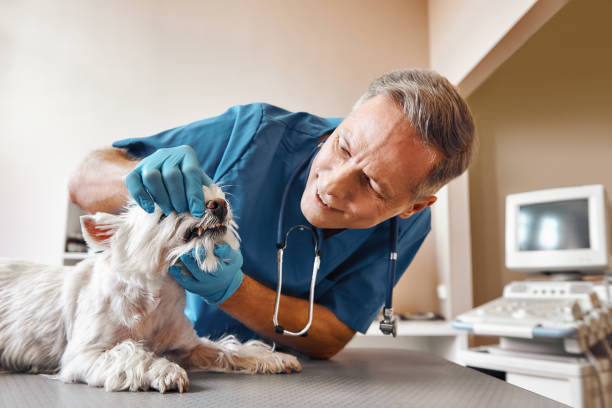 Best Urgent Dental Care in Tampa, FL